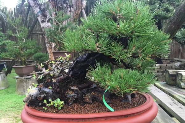 黑松的养殖方法，生长期每隔3-5天表土见干浇水