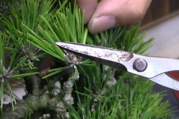 黑松的养殖方法，生长期每隔3-5天表土见干浇水