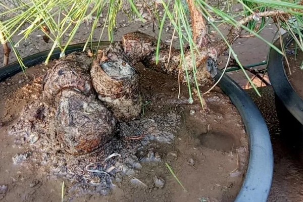 黑松的养殖方法，生长期每隔3-5天表土见干浇水