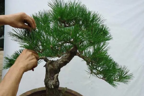 黑松的养殖方法，生长期每隔3-5天表土见干浇水