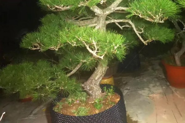 黑松的养殖方法，生长期每隔3-5天表土见干浇水