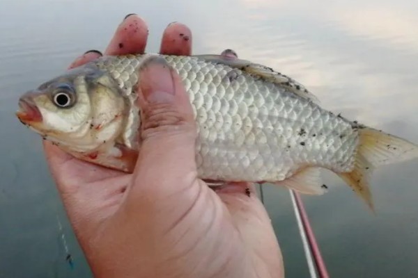 秋季钓鲫鱼用哪种味型的饵料,初秋仍要用清淡的饵料