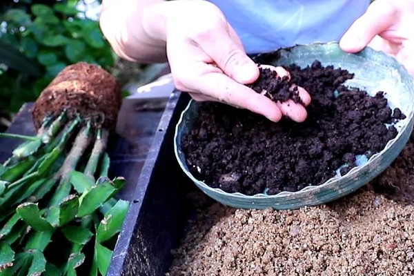 蟹爪兰怎样栽培,华鹏一般比植株大一圈即可