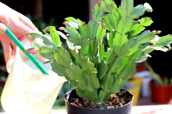 蟹爪兰怎样栽培,华鹏一般比植株大一圈即可