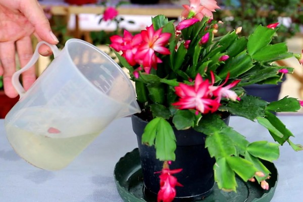 蟹爪兰怎样栽培,华鹏一般比植株大一圈即可