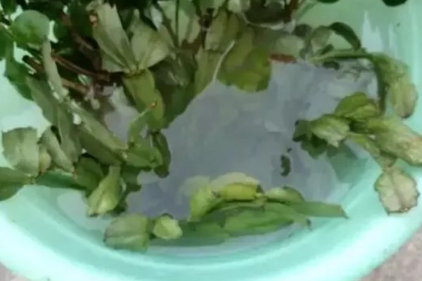 蟹爪兰怎样栽培,华鹏一般比植株大一圈即可