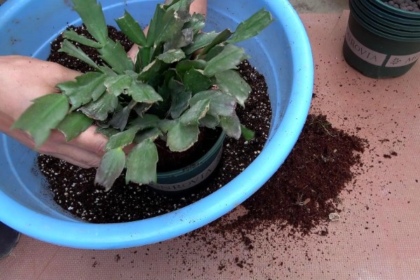 蟹爪兰怎样栽培,华鹏一般比植株大一圈即可