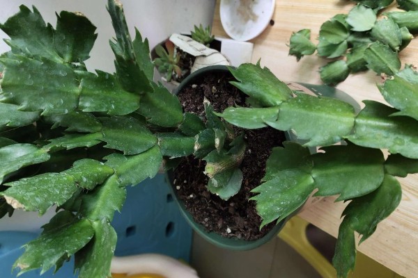 蟹爪兰怎样栽培,华鹏一般比植株大一圈即可