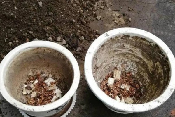 蟹爪兰怎样栽培,华鹏一般比植株大一圈即可