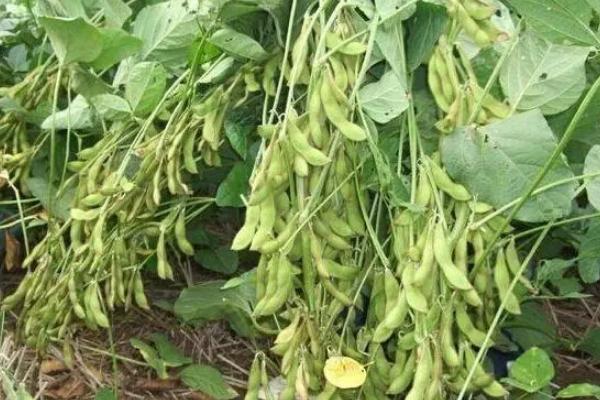 裕农9大豆种子特点，选择中等以上肥力地块
