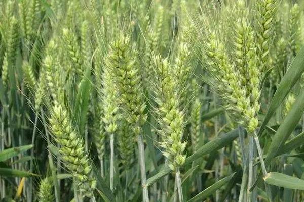 新世纪868小麦种子特征特性，每亩适宜基本苗16万—24万