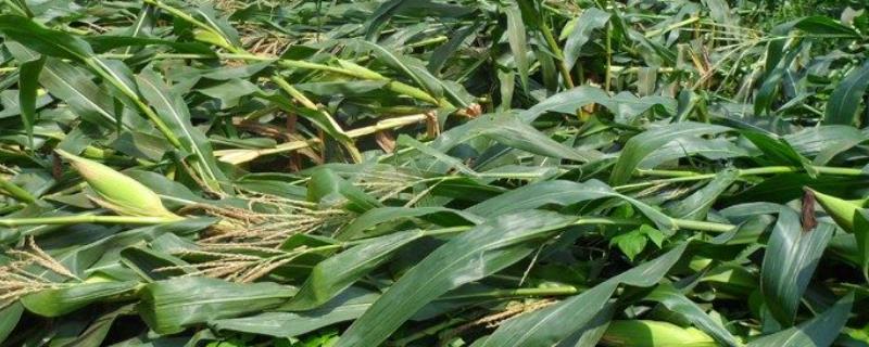 脆白甜101玉米种子介绍,该品种两年区试平均