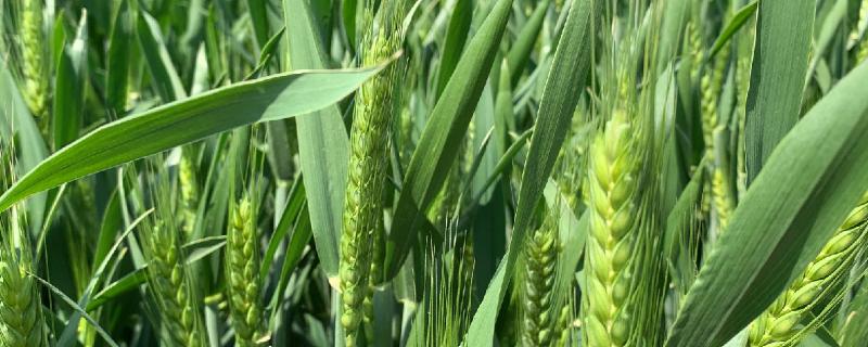 商麦20小麦种子特点，每亩适宜基本苗15～20万