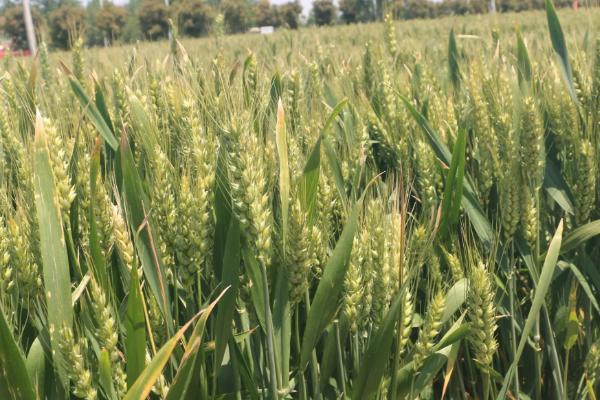 百联2063小麦品种简介，半冬性品种