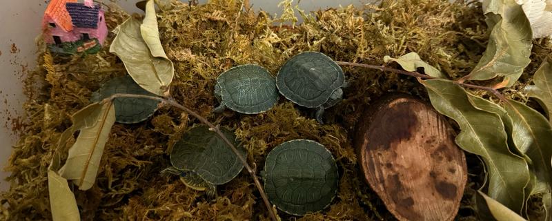 巴西龟的壳变白的原因及防治方法，可能是烂甲病所致