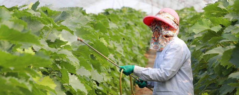 葡萄发生药害如何处理,应该及时灌水冲洗