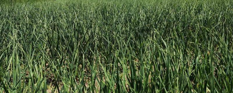 蒜苗的种植技术，适宜生长在肥沃的土壤中