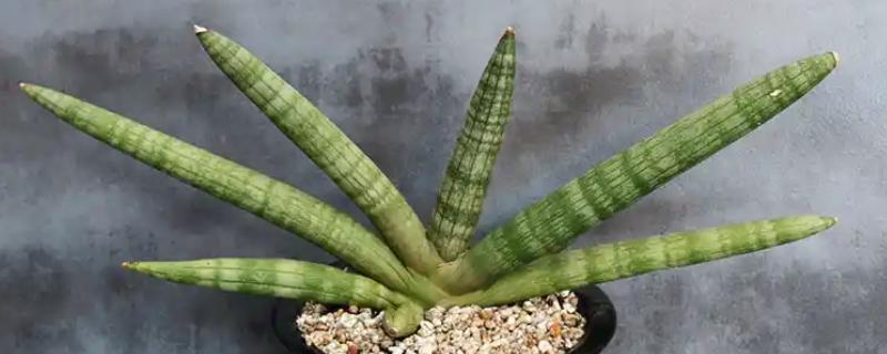 虎皮兰叶子卷了怎么处理,需及时浇水并遮蔽强光