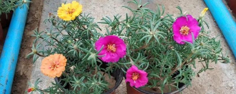 如何养殖半枝莲，冬春季节每隔3-4天浇一次水