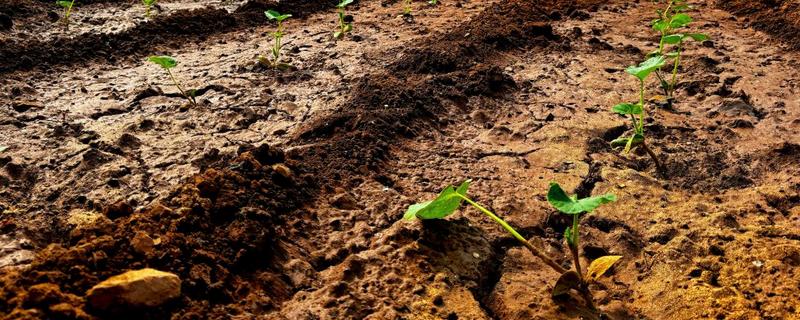 南瓜的播种时间，一般都在3-4月进行春播