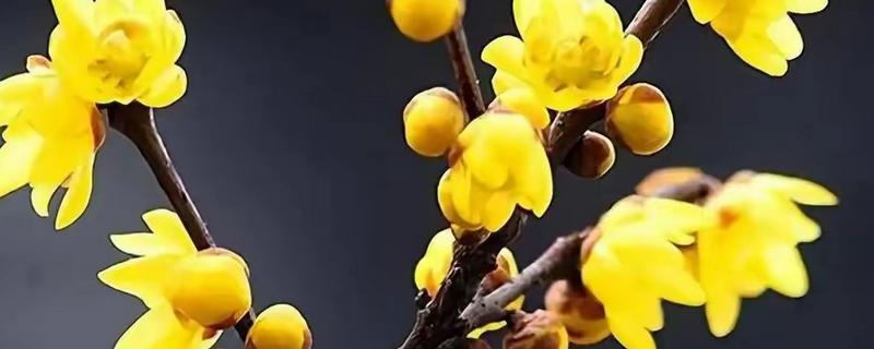 黄腊梅有什么花语，代表坚强、高尚等含义