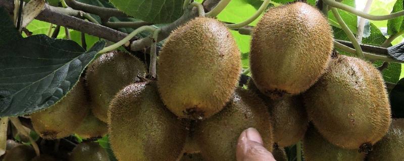 怎么让猕猴桃着色,果实生长后期在树下铺反光膜可促进着色