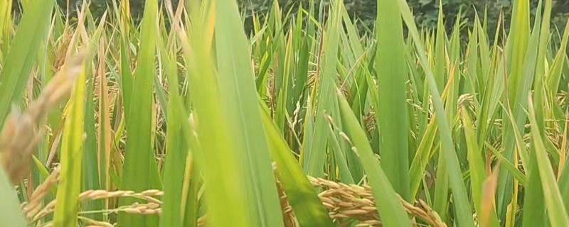 水稻的三性是什么，是感光性、感温性、基本营养生长性