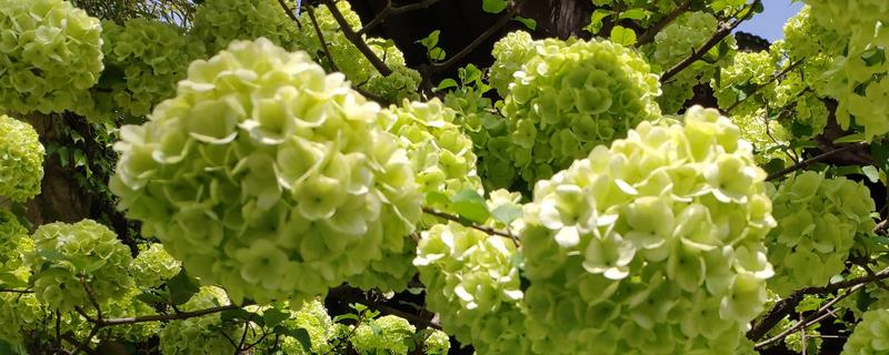 夏天绣球花的养殖方法，注意做好遮荫防晒措施