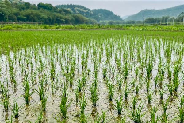 水稻的三性是什么,是感光性、感温性、基本营养生长性