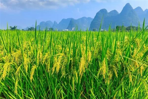 水稻的三性是什么,是感光性、感温性、基本营养生长性