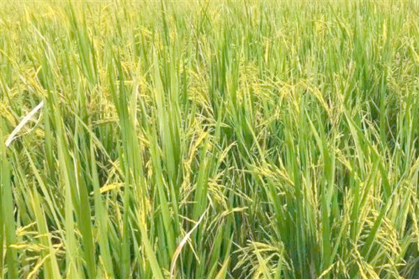 水稻的三性是什么,是感光性、感温性、基本营养生长性