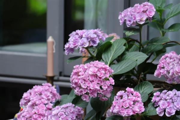 夏天绣球花的养殖方法，注意做好遮荫防晒措施