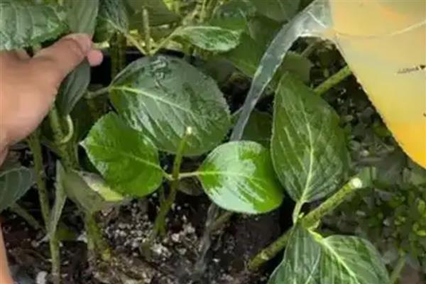 夏天绣球花的养殖方法，注意做好遮荫防晒措施