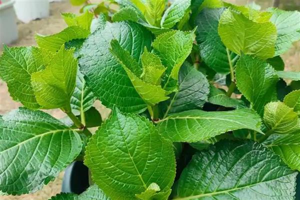 夏天绣球花的养殖方法，注意做好遮荫防晒措施