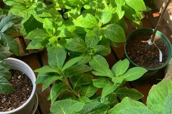 夏天绣球花的养殖方法，注意做好遮荫防晒措施