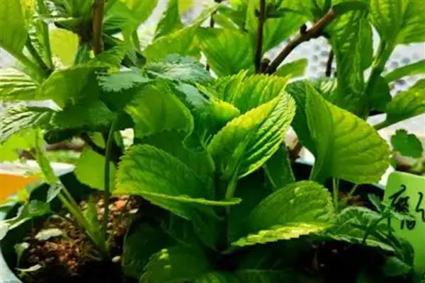 夏天绣球花的养殖方法，注意做好遮荫防晒措施