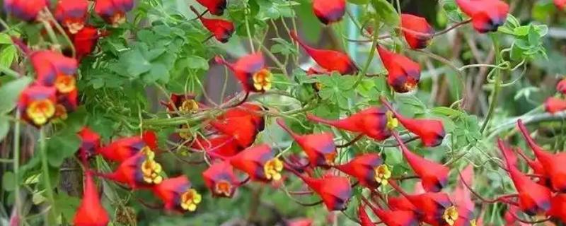 旱金莲的养殖方法，夏季每天浇一次水