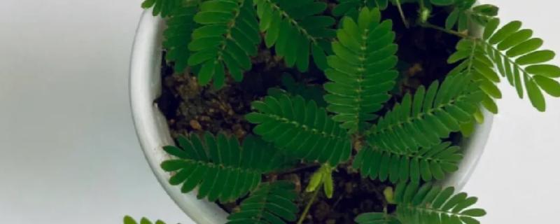 含羞草晚上会不会闭合，含羞草晚上会闭合