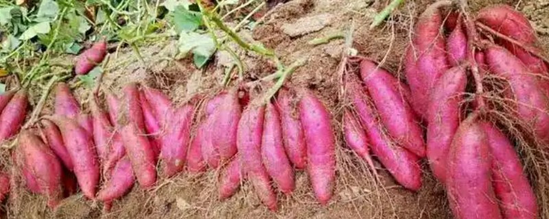 红薯块根膨大期的管理方法，追施裂缝肥避免茎叶早衰