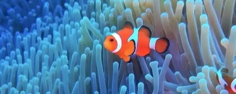 小丑鱼能活多久,能活10-12年