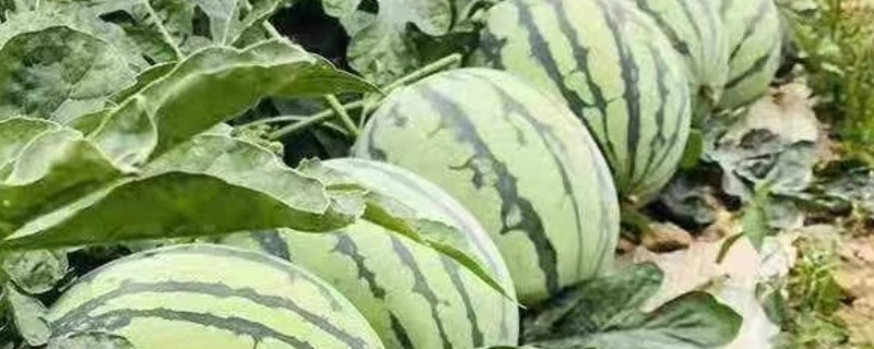 西瓜是哪个季节的水果，属于夏季的时令水果