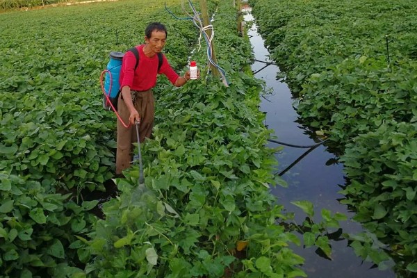 红薯块根膨大期的管理方法，追施裂缝肥避免茎叶早衰