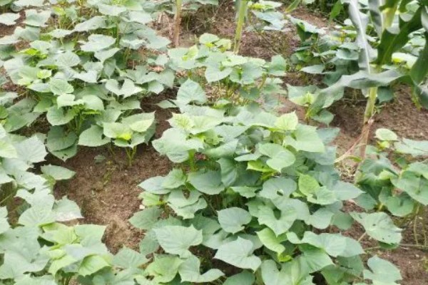 红薯块根膨大期的管理方法，追施裂缝肥避免茎叶早衰