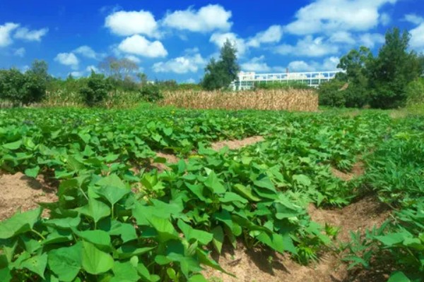 红薯块根膨大期的管理方法，追施裂缝肥避免茎叶早衰