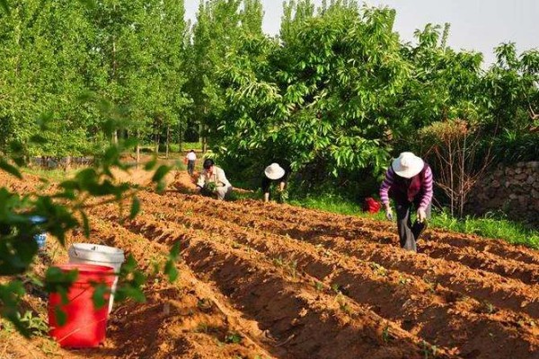 红薯块根膨大期的管理方法，追施裂缝肥避免茎叶早衰