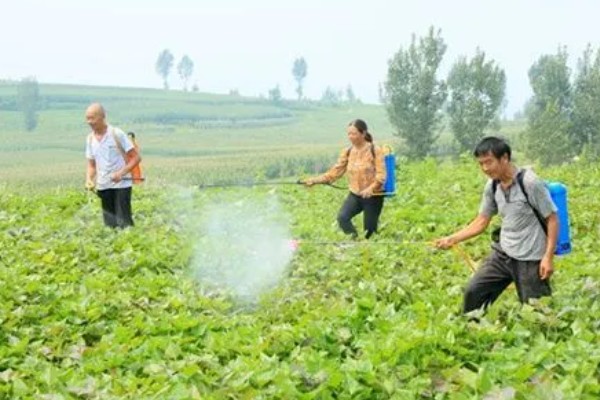 红薯块根膨大期的管理方法，追施裂缝肥避免茎叶早衰