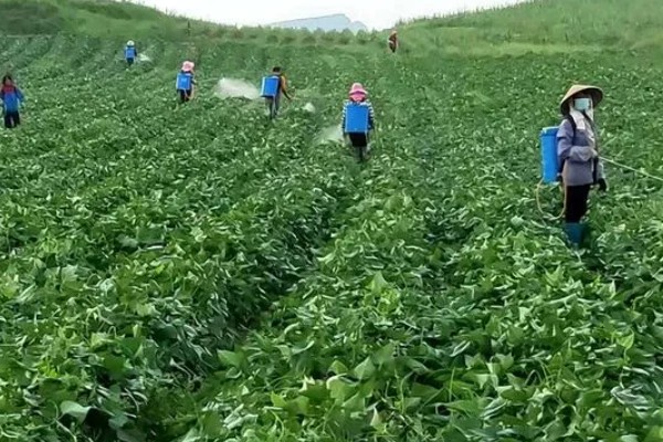 红薯块根膨大期的管理方法，追施裂缝肥避免茎叶早衰