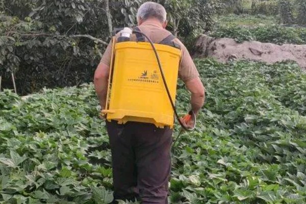 红薯块根膨大期的管理方法，追施裂缝肥避免茎叶早衰