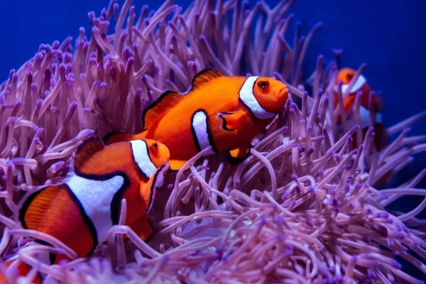 小丑鱼能活多久,能活10-12年