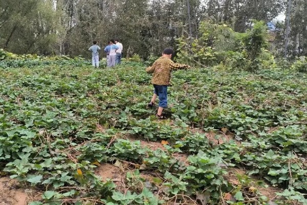 红薯块根膨大期的管理方法，追施裂缝肥避免茎叶早衰